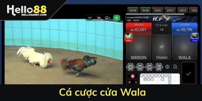 Cá cược cửa Wala