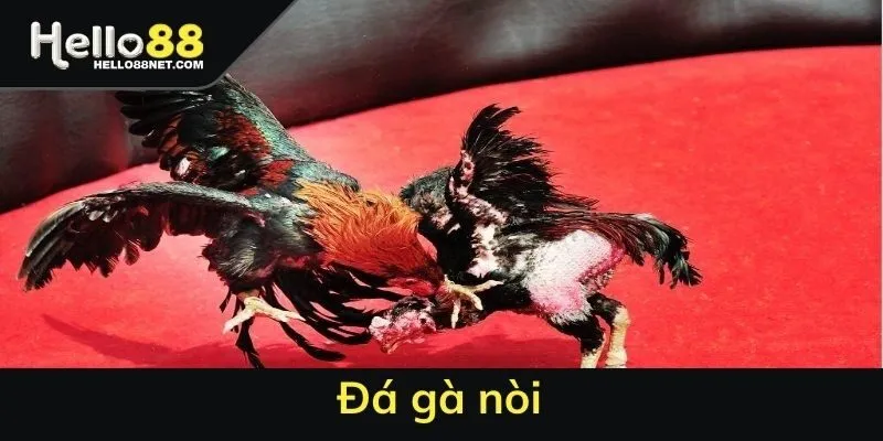 Đá gà nòi tại HELLO88 - Các giống gà nổi trội nhất