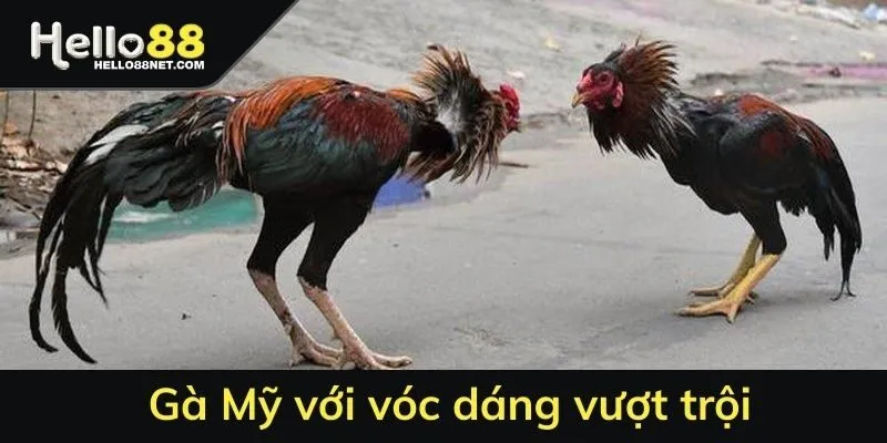 Gà Mỹ với vóc dáng vượt trội