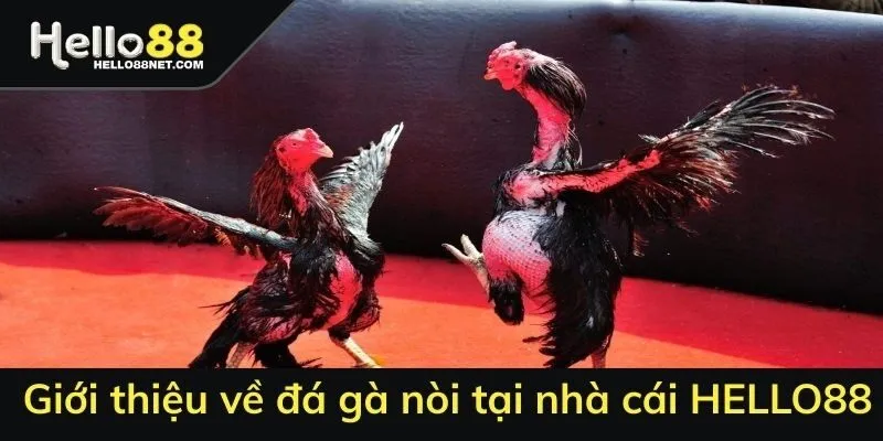 Giới thiệu về đá gà nòi tại HELLO88