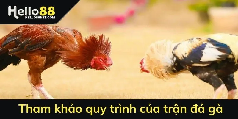 Tham khảo quy trình của trận đá gà